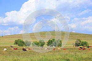 Cattle and wind turbines in the grassland