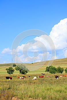 Cattle and wind turbines in the grassland