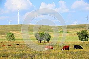 Cattle and wind turbines in the grassland