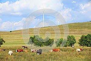 Cattle and wind turbines in the grassland