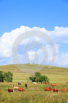 Cattle and wind turbines in the grassland