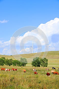 Cattle and wind turbines in the grassland