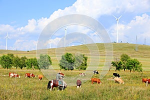 Cattle and wind turbines in the grassland