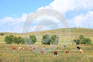 Cattle and wind turbines in the grassland