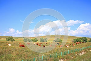 Cattle and wind turbines in the grassland