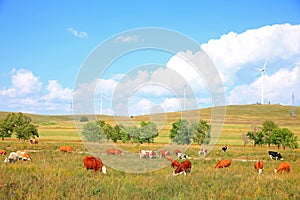 Cattle and wind turbines in the grassland