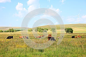 Cattle and wind turbines in the grassland