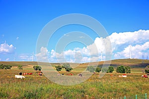 Cattle and wind turbines in the grassland