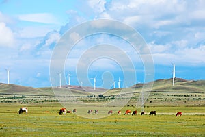 Cattle and wind turbines in the grassland