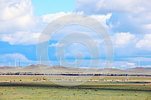 Cattle and wind turbines in the grassland