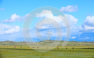 Cattle and wind turbines in the grassland