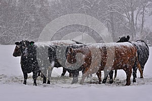 Cattle during a winter storm