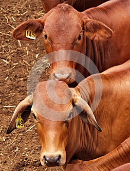 Cattle in Yards