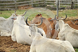 Cattle in Yards