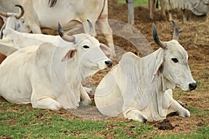 Cattle in Yards photo