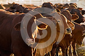 Cattle in yards photo