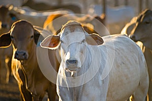 Cattle in yards photo