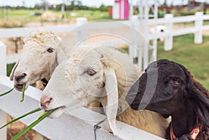 Cattle young brown sheeps eating grass in farm