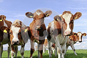 Cattle of young cows photo