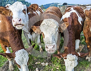 Cattle of young cows