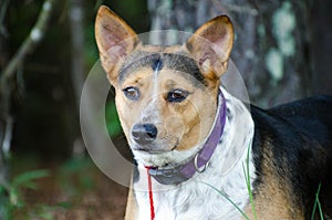 Cattledog Terrier mixed breed dog