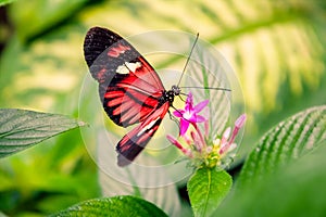 Cattleheart Butterfly