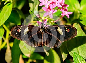 Cattleheart Butterfly