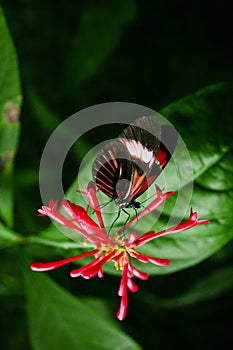 Cattleheart Butterfly