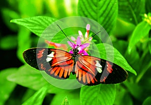 Cattleheart Butterfly