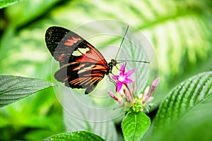 Farfalla 