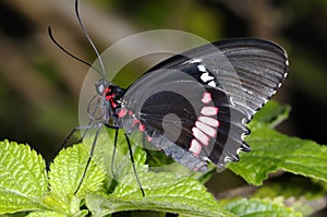 Cattleheart, parides lysander