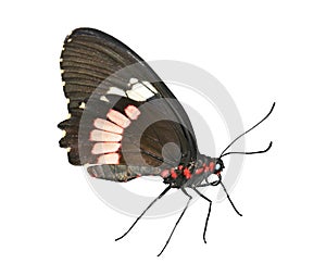 Cattlehearth Butterfly