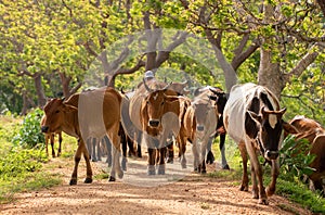 Cattleman guiding the herd of cows from behind. Long-horned alpha male cow leads from the front. Rural villages and cultural