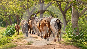 Cattleman and the livestock walking on the gravel road. Rural villages and cultural scenery in Anuradhapura, Sri Lanka