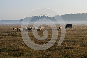 The cattleman and sheep that pasturing in the meadow of brown color far away. Foggy weather. Early autumn. Morning