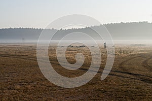 The cattleman and sheep that pasturing in the meadow of brown color far away. Foggy weather. Early autumn. Morning