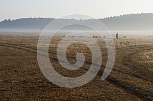 The cattleman and sheep that pasturing in the meadow of brown color far away. Foggy weather. Early autumn. Morning