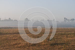 The cattleman and sheep that pasturing in the meadow of brown color far away. Foggy weather. Early autumn. Morning