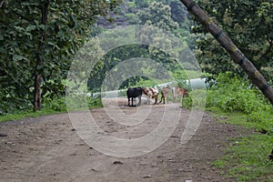 Cattles of Cow Family Standing on the Road in the Forest