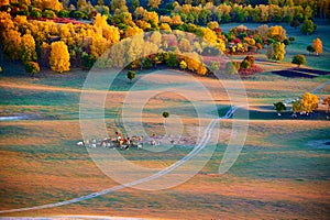 The cattles on the fall steppe sunset