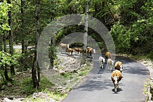 Cattles in forest