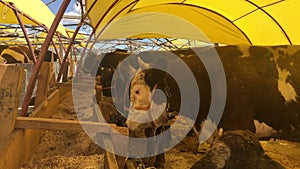 Cattles in a livestock market