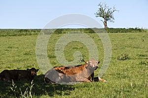 Cattles on a Meadow