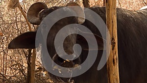 Cattles resting under a shade