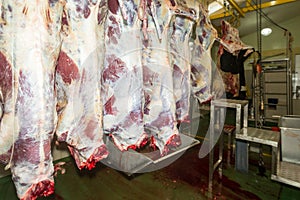 Cattles On Vertical Rails In A Slaughterhouse photo