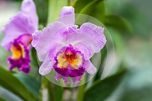 Cattleya or Cattleya John Lindley, Beautiful pink flower.