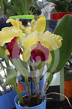 Cattleya dowiana flowers. Decorative plants for greenhouse.