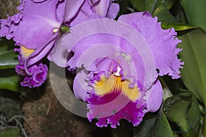 Cattleya Drumbeat Heritage Orchid