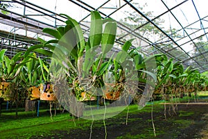 Cattleya in farm for sale and export