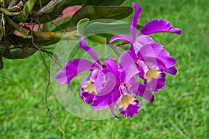 Cattleya gaskelliana is a labiate Cattleya species of orchid. Guarianthe is a colorful purple flowers. Costa Rican national flower